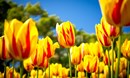 زهرة التوليب Tulip
